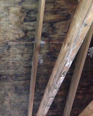 Mold Before