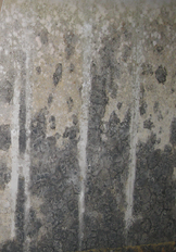 Black mold cleanup