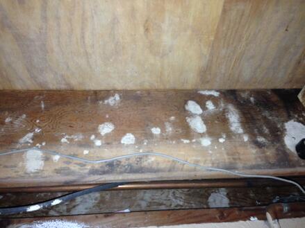 Mold remediation Marlton