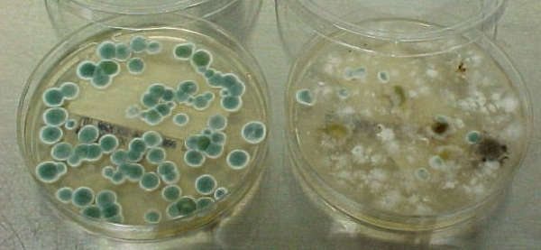 Mold Inspections