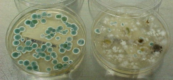 penicillium mold