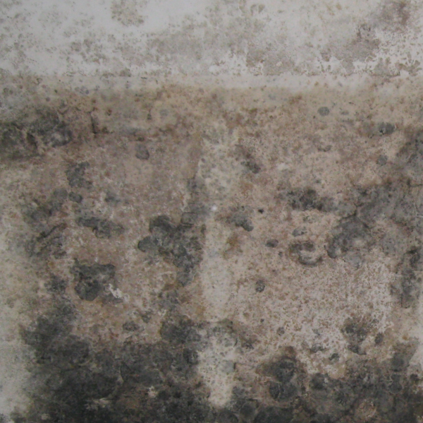 mold inspections