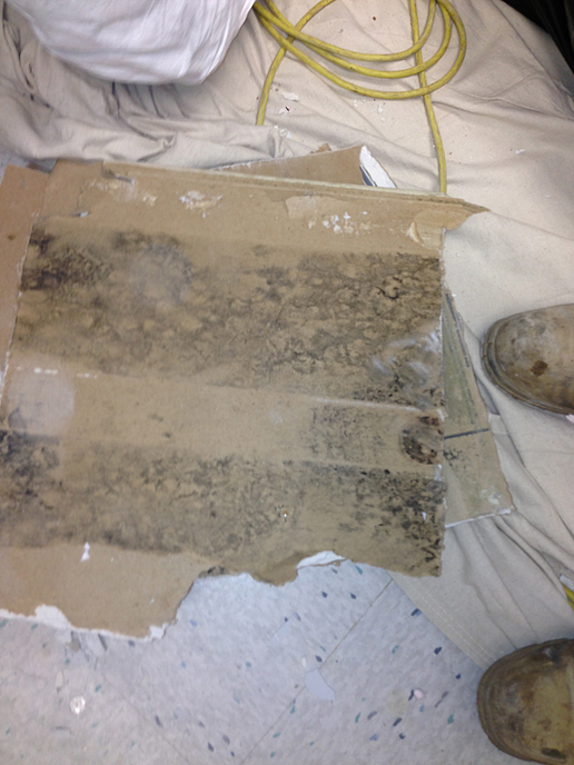 MOLD REMEDIATION