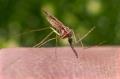 mosquito removal is remediation