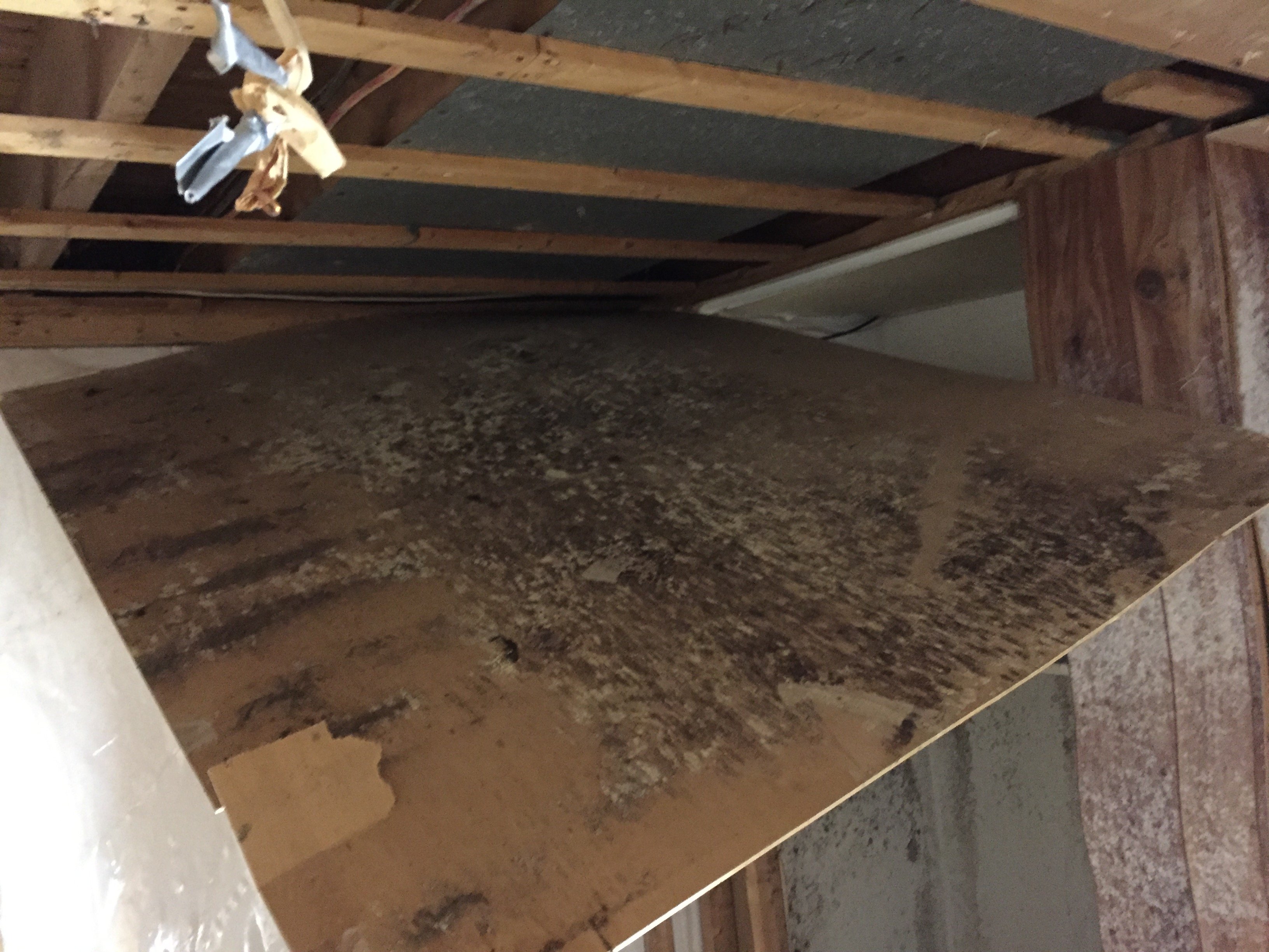 when you see mold you have a problem