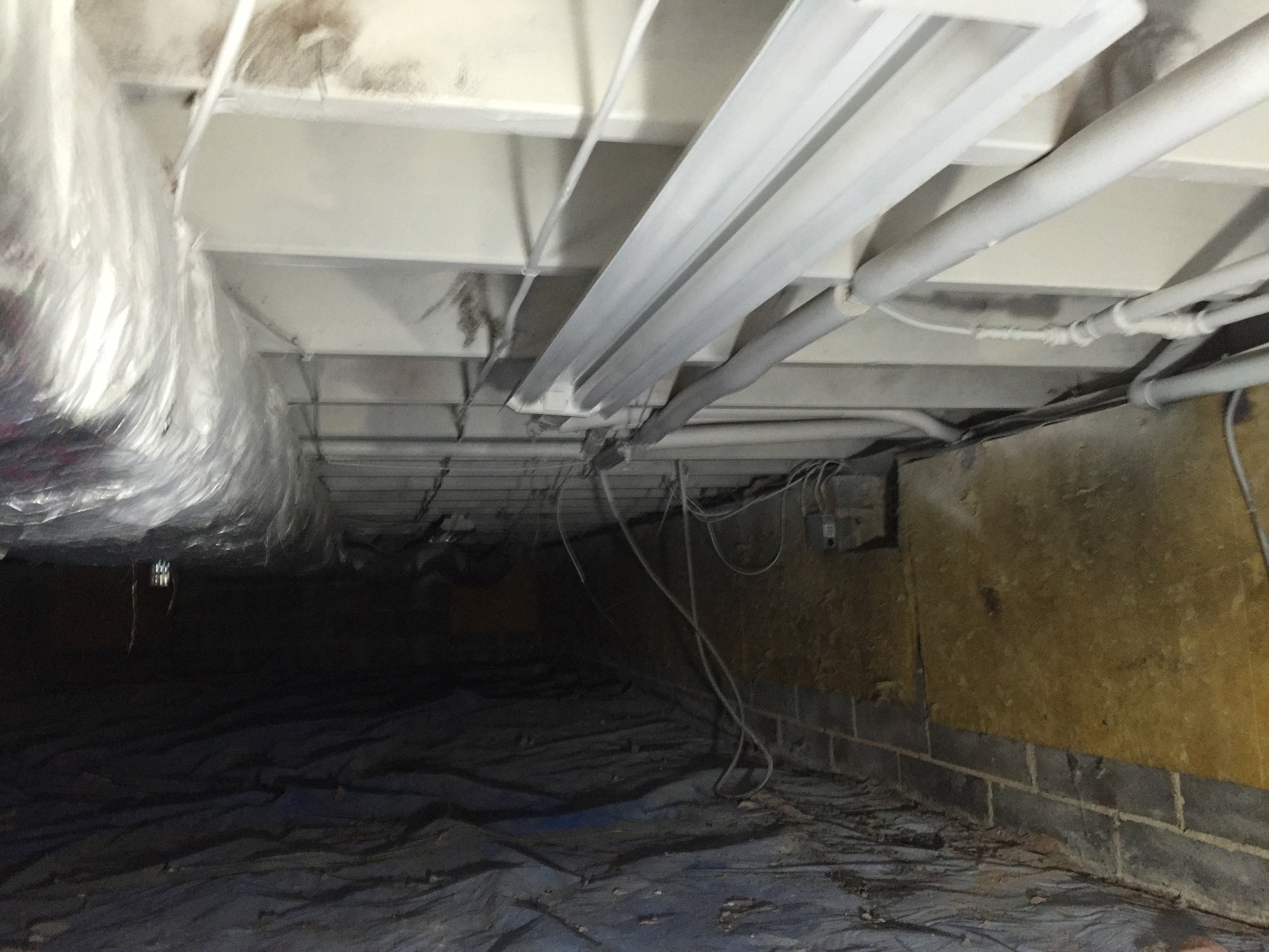 crawlspace mold management