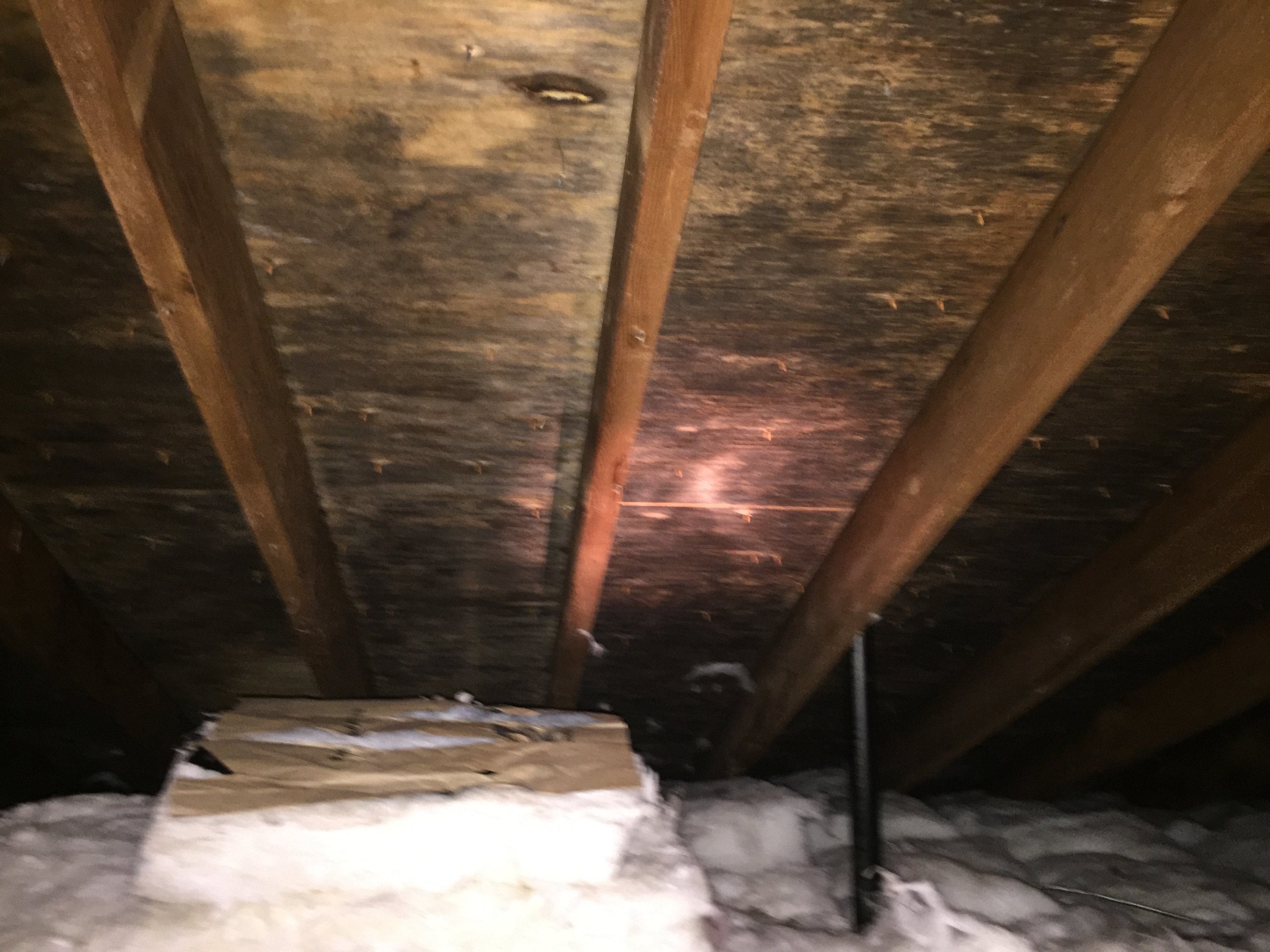 mold commonly grows in attics