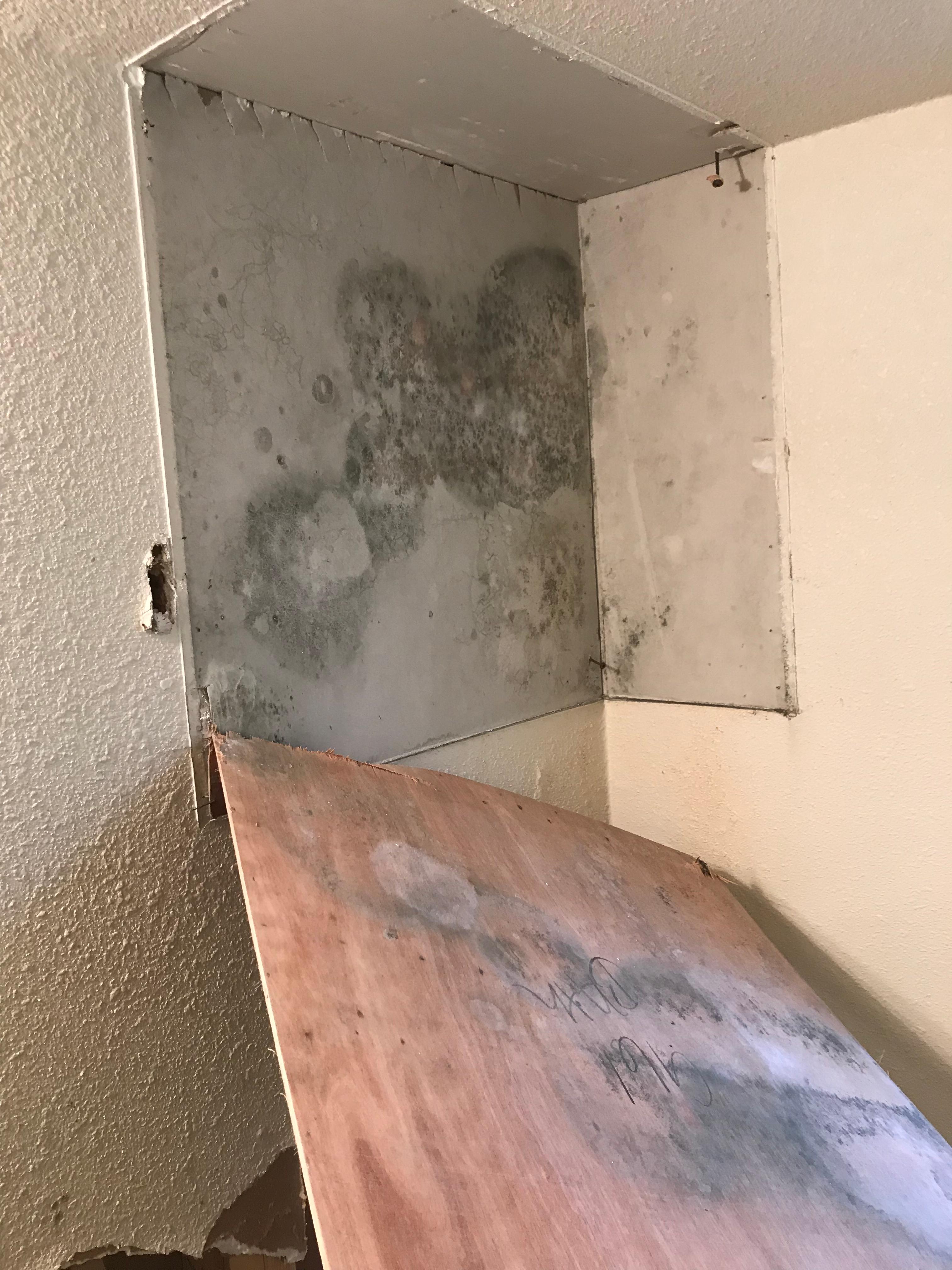 flipped homes have mold