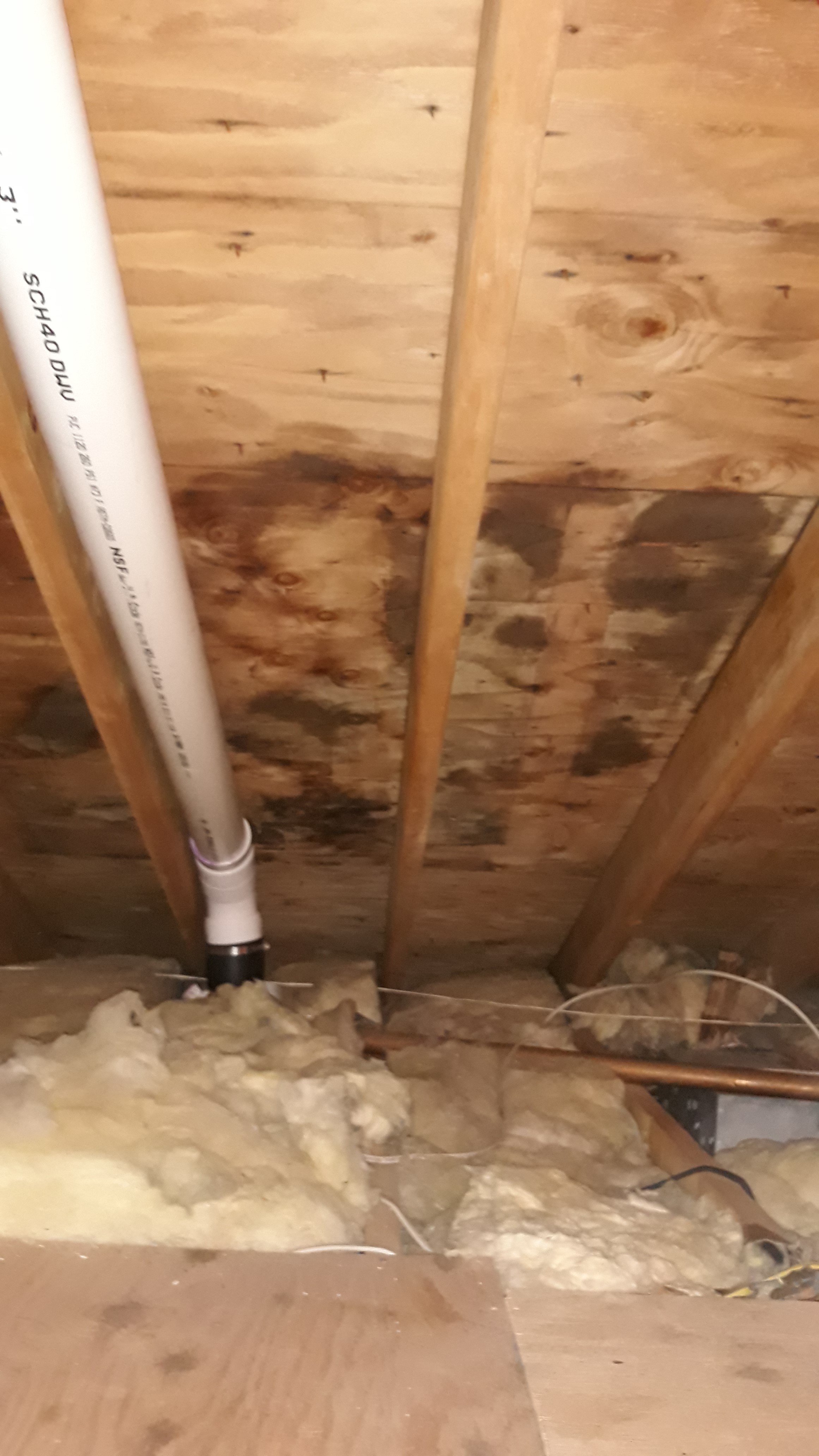 attic mold