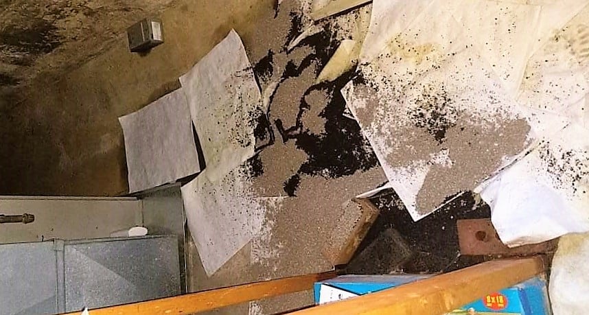 AST leaking basement