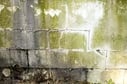 Green_mold