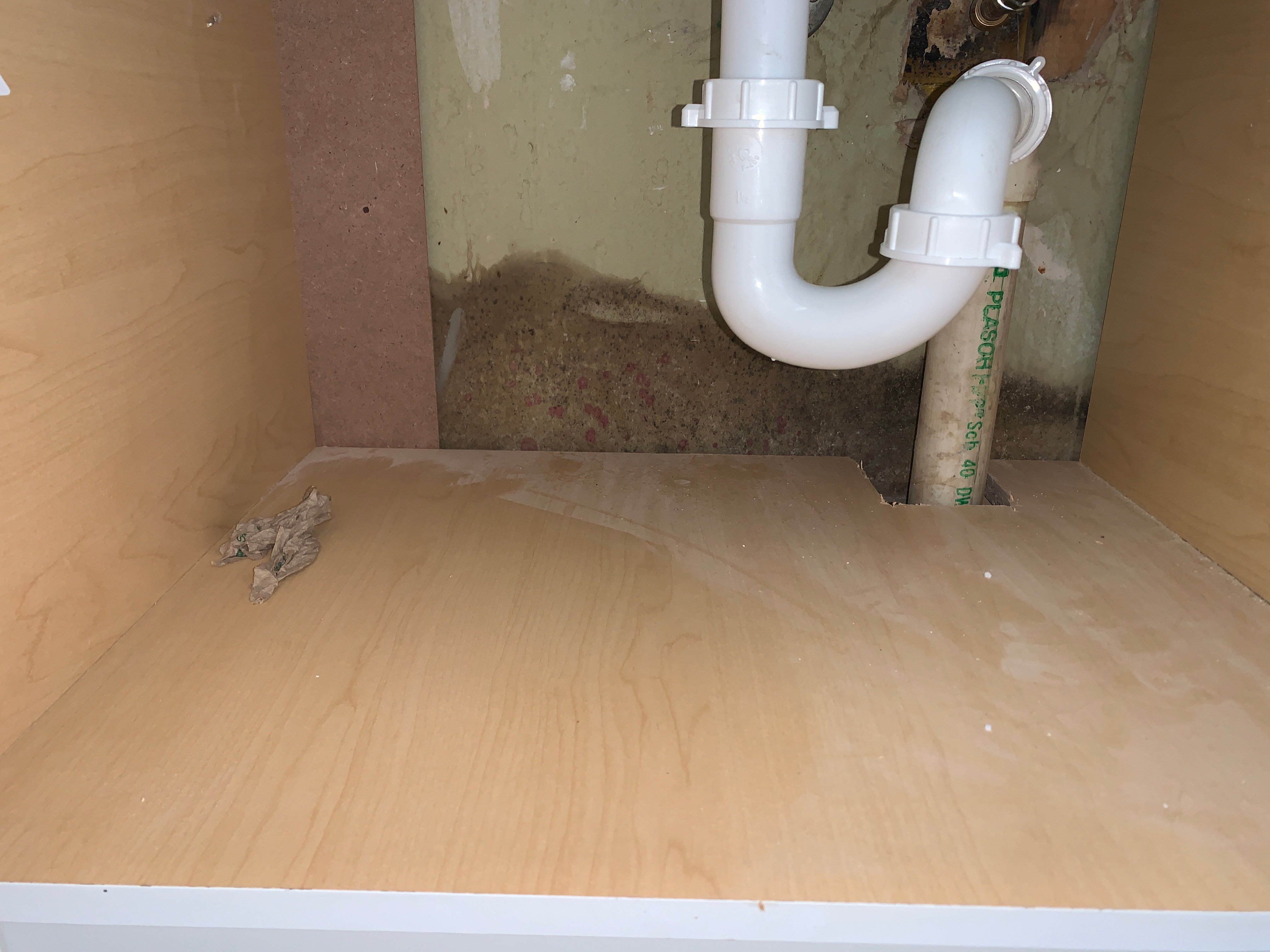 is a mold inspection worth it?