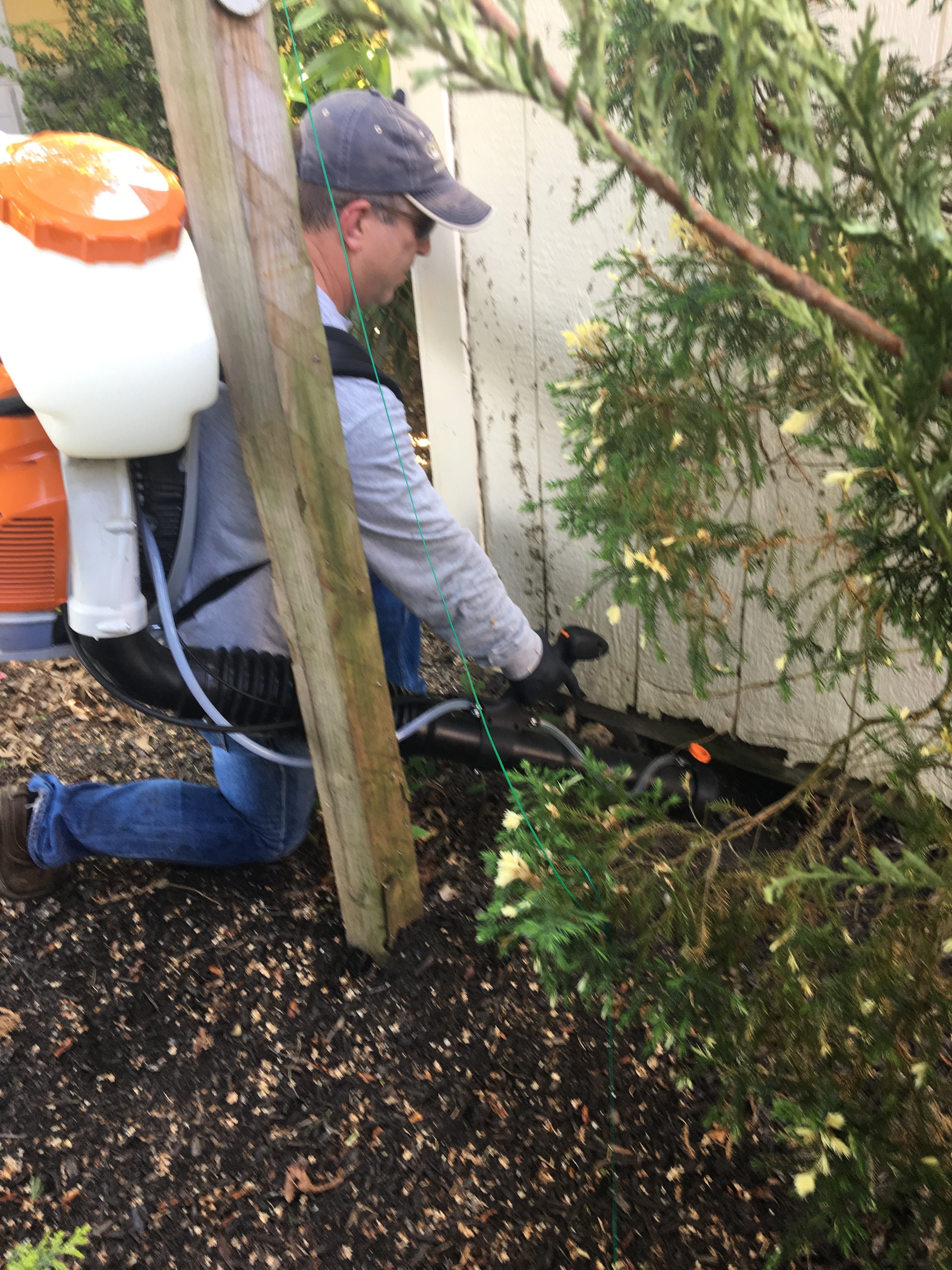 mosquito removal