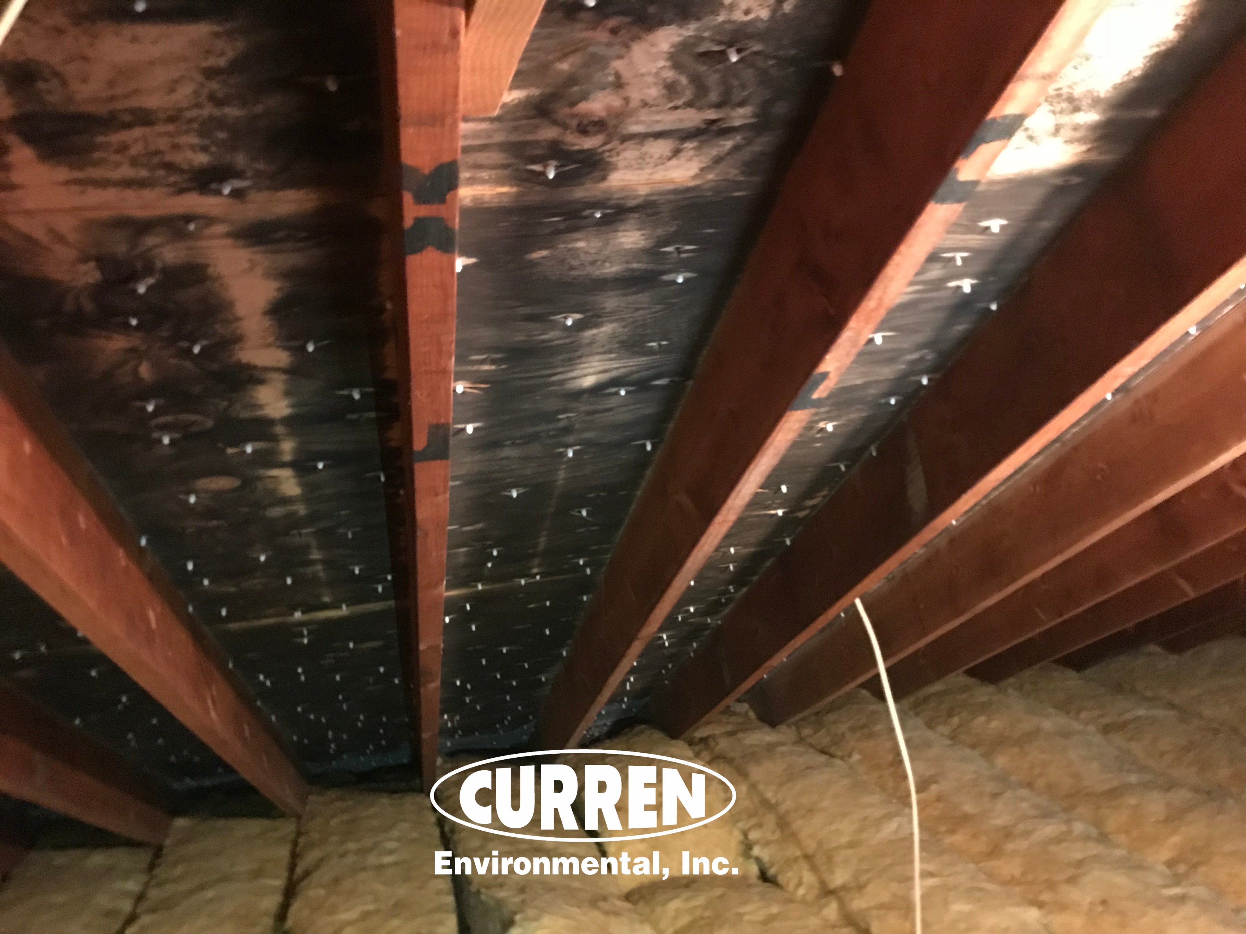 black mold in attic