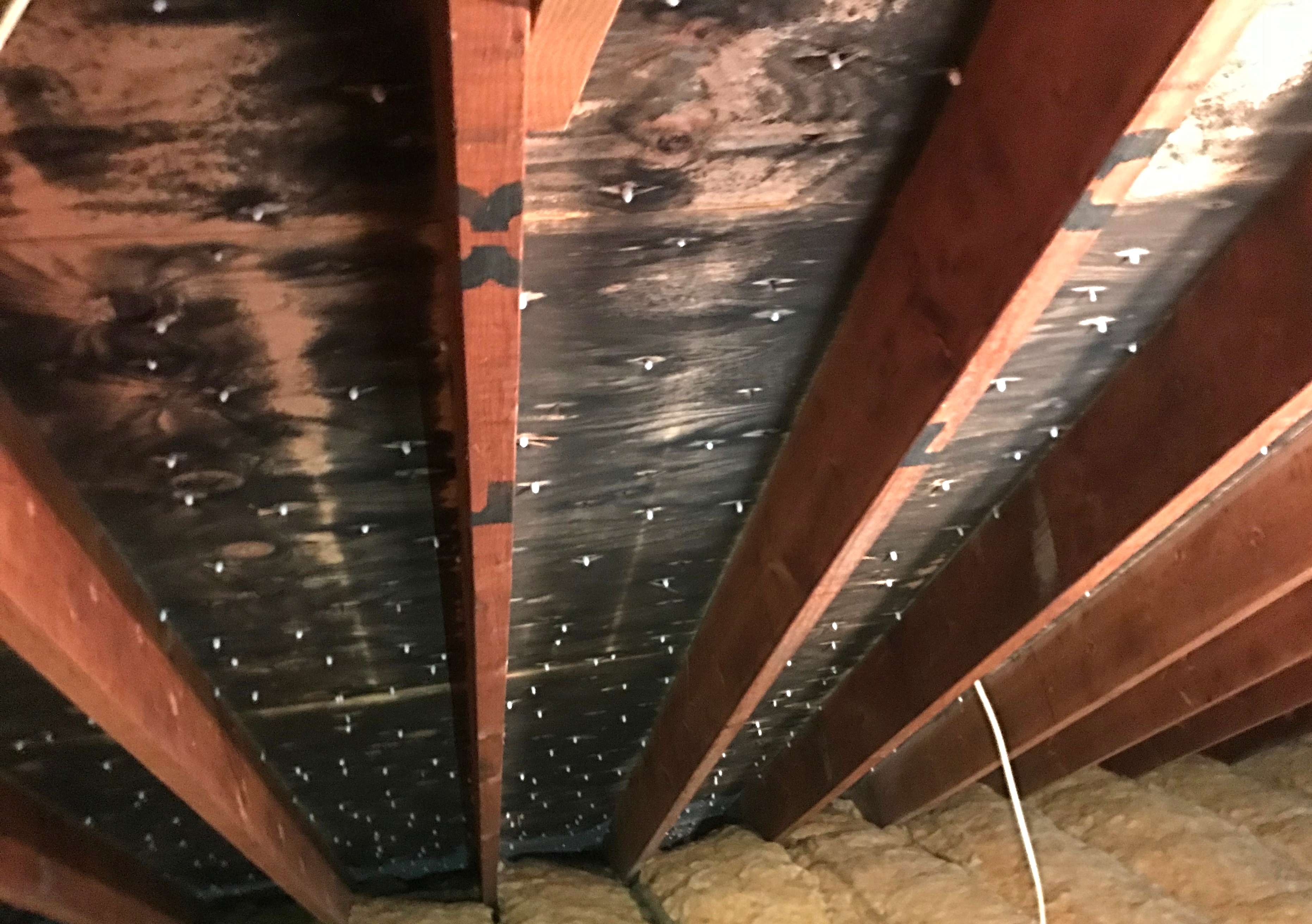 Are mold inspections worth the cost?
