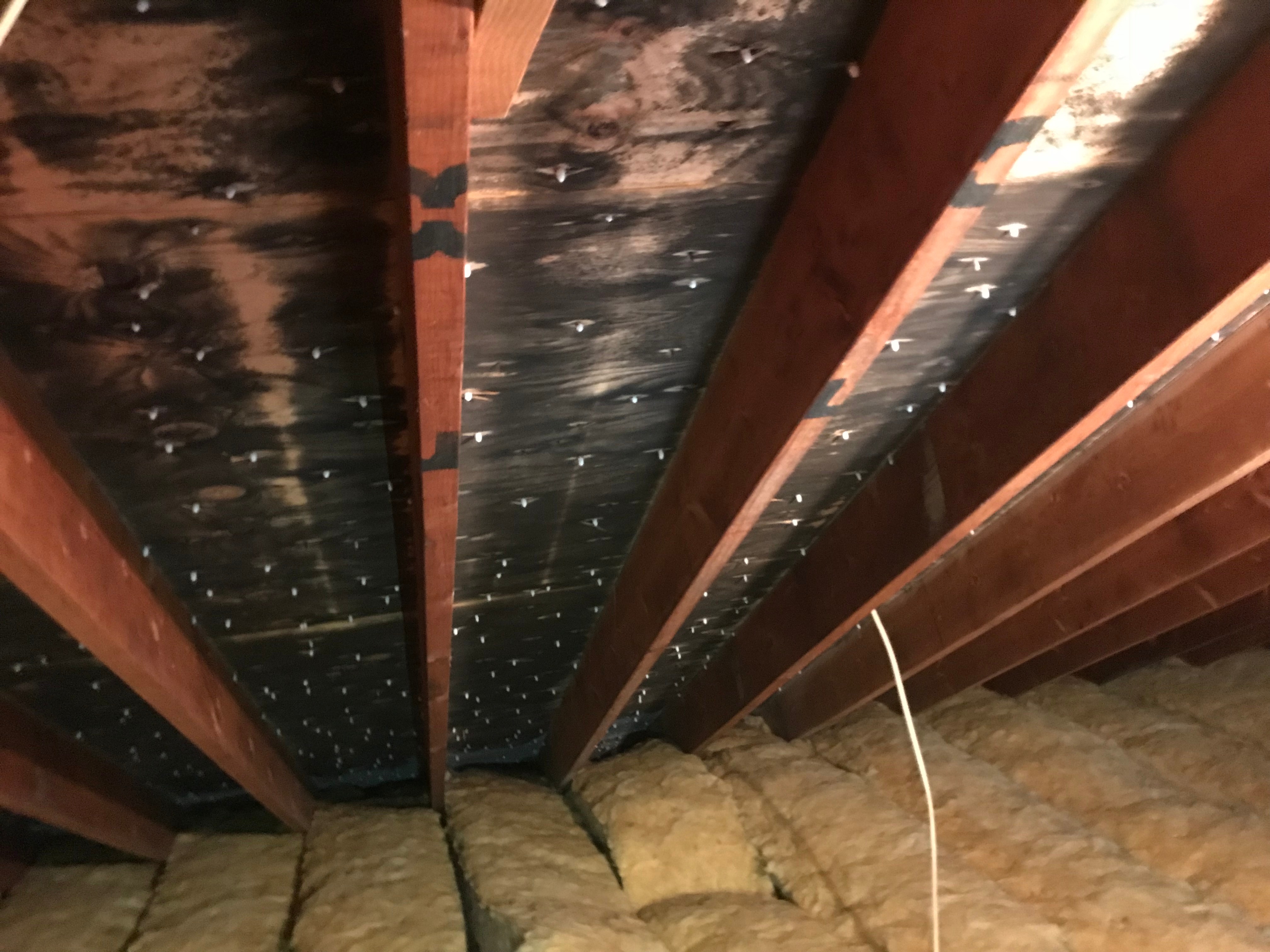 mold can grow in an attic