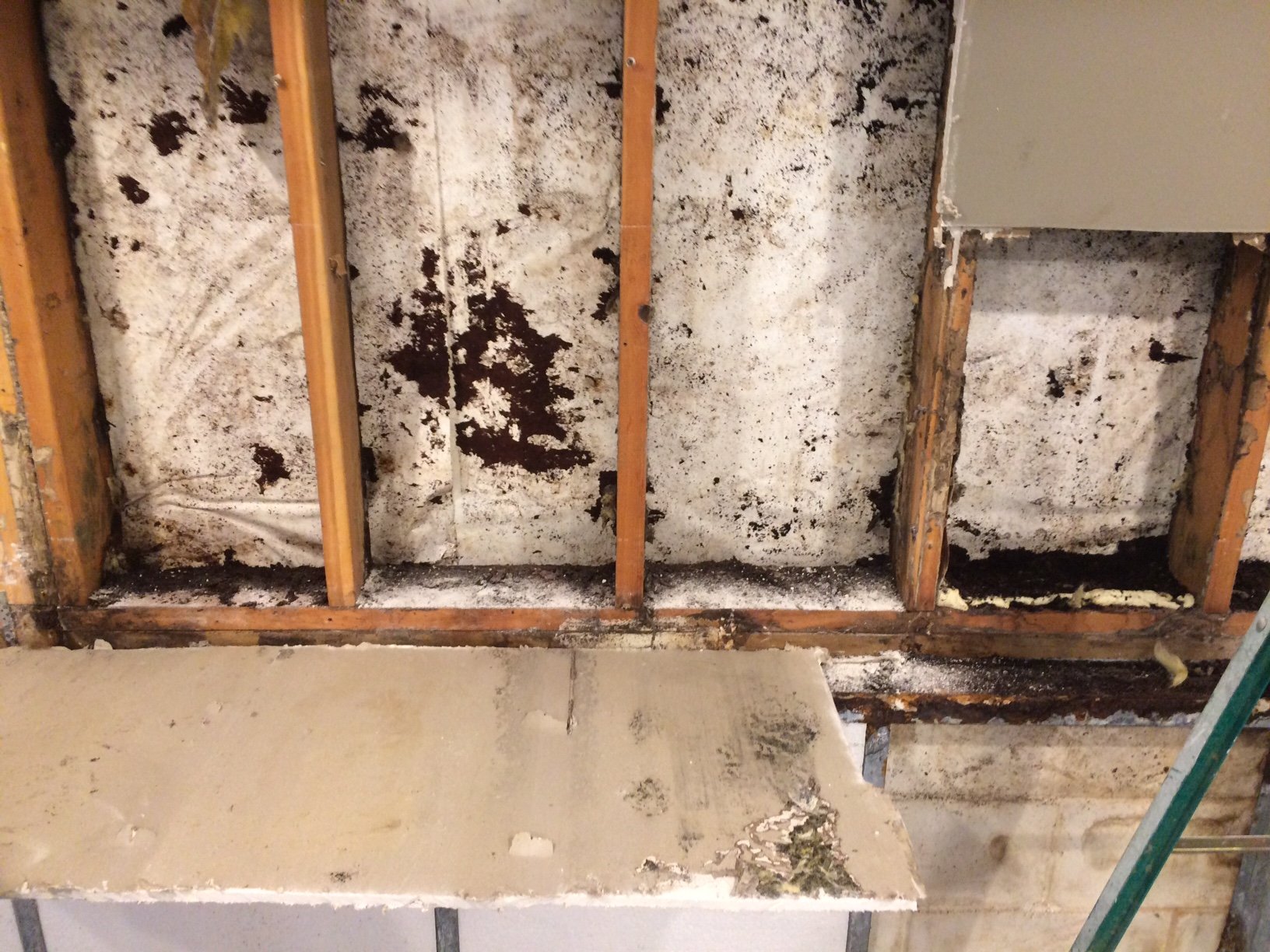 Healthy Home Environmental Services Mold Inspection