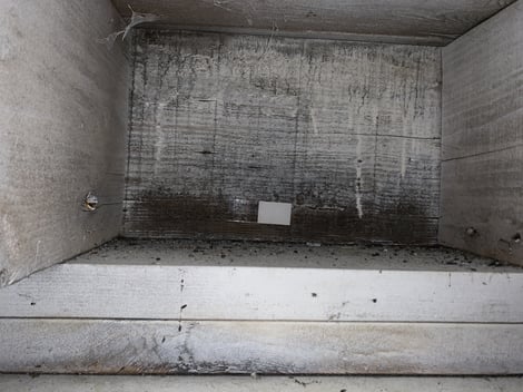New Jersey mold remediation