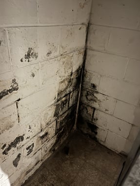 Do I need a mold inspection?