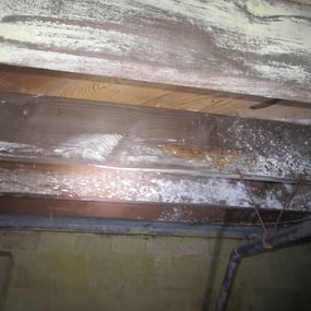 Mold on basement ceiling