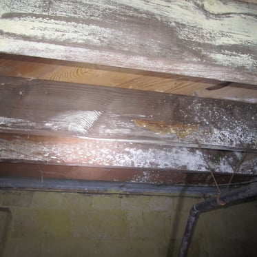 Mold Growing in Crawl Space