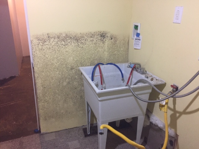 Mold Survey