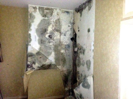 Mold grows on wallpaper and the wallpaper glue.
