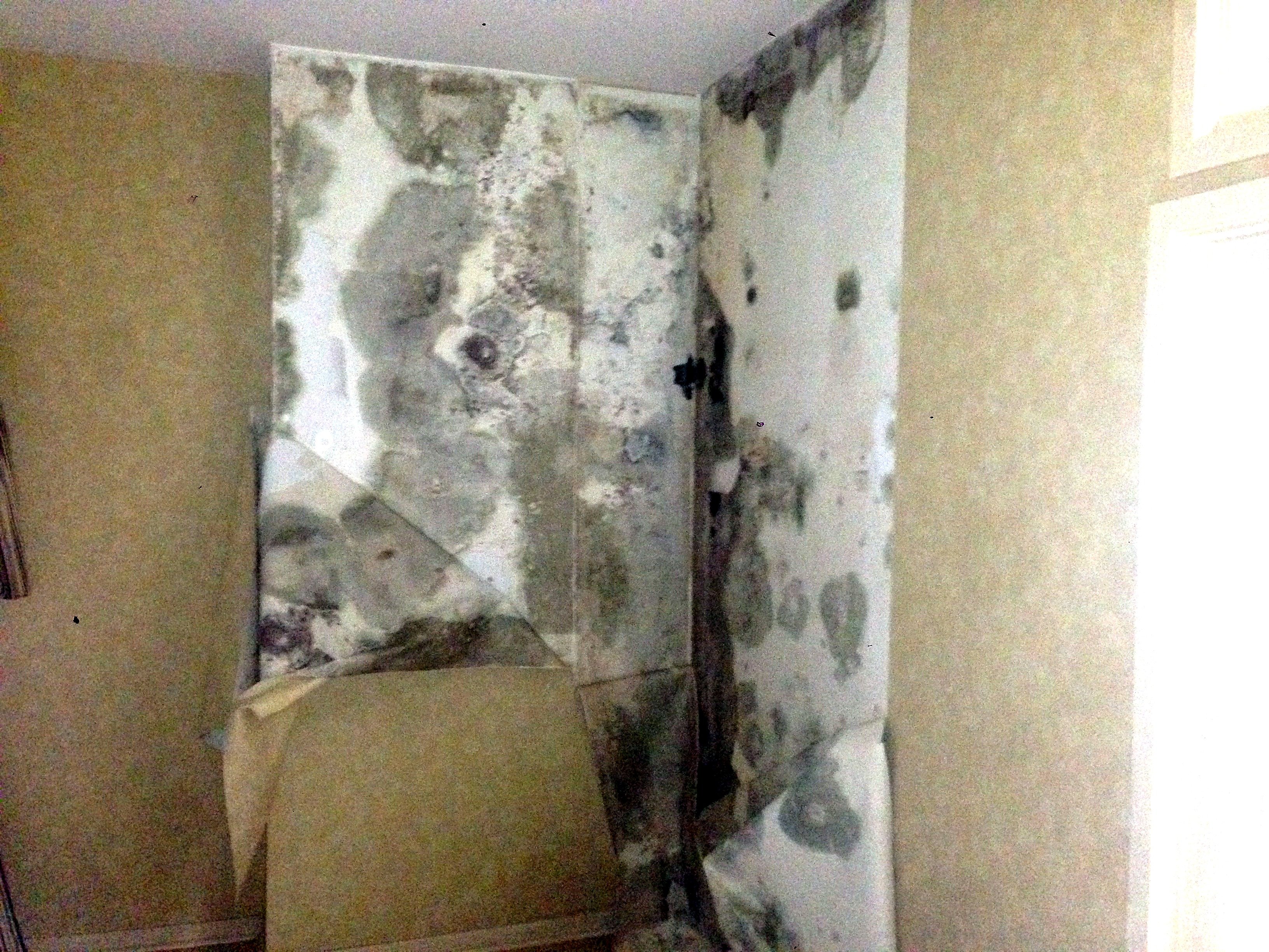 Mold grows on wallpaper and the wallpaper glue.