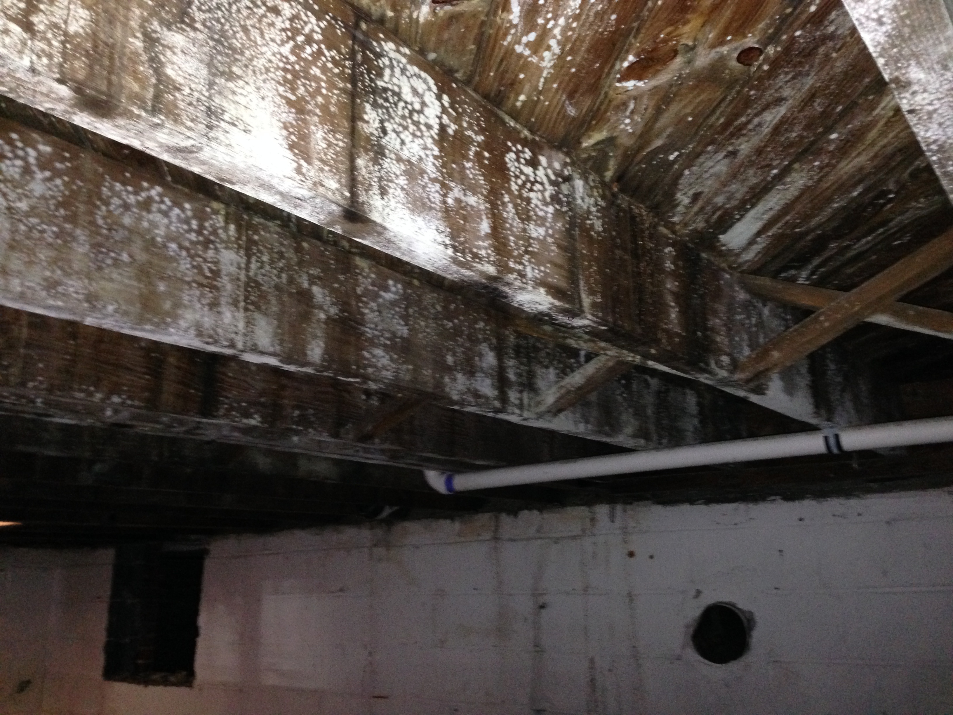 mold remediation of a crawlspace