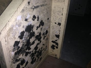 Mold on wall by Stairs.jpg