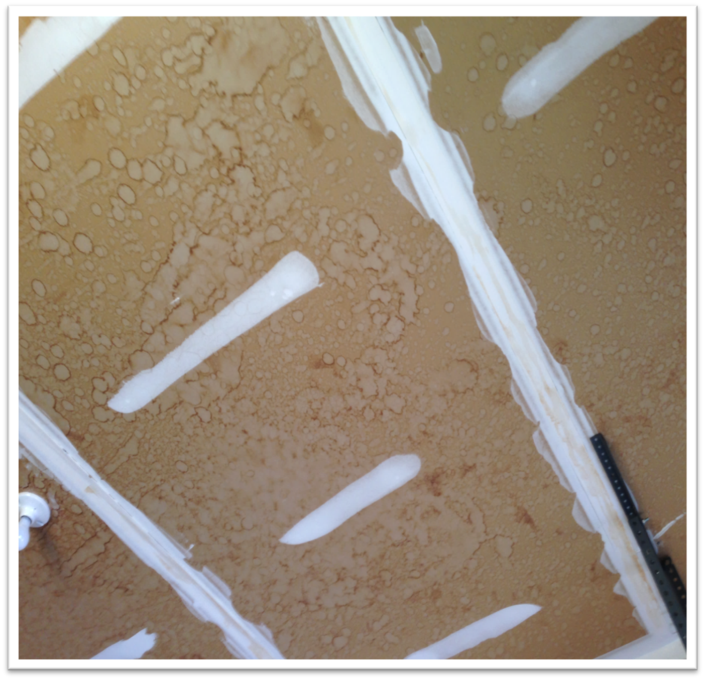 Mold Cleanup aka Mold Remediation