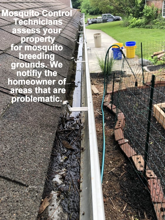 Mosquito Breeding grounds