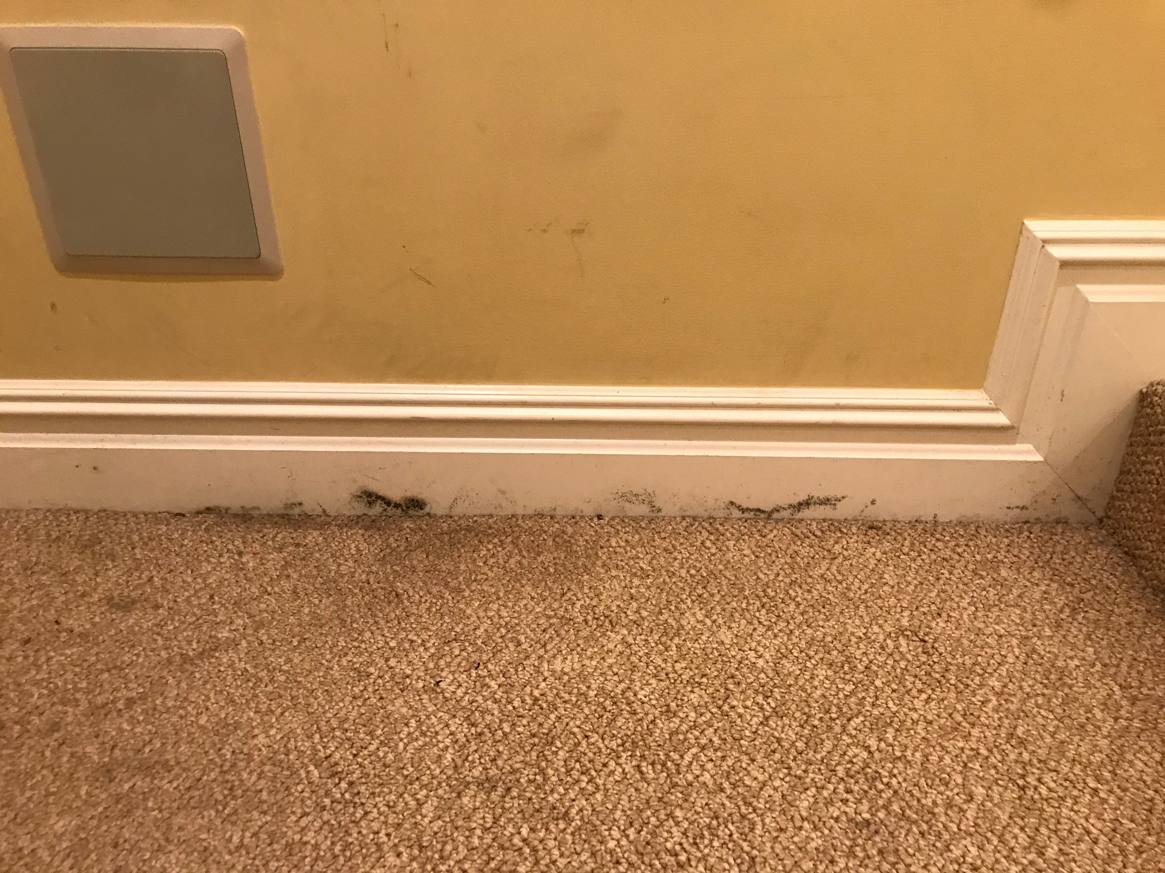 who performs a mold inspection?