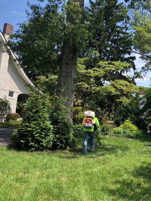 Mosquito control Service