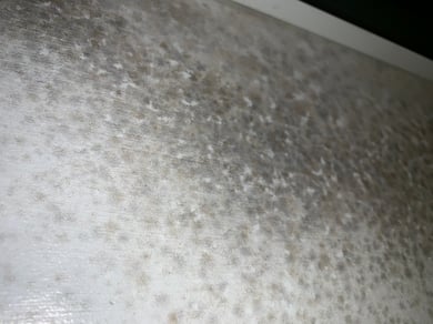 Black Mold
