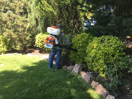 mosquito control service.jpg
