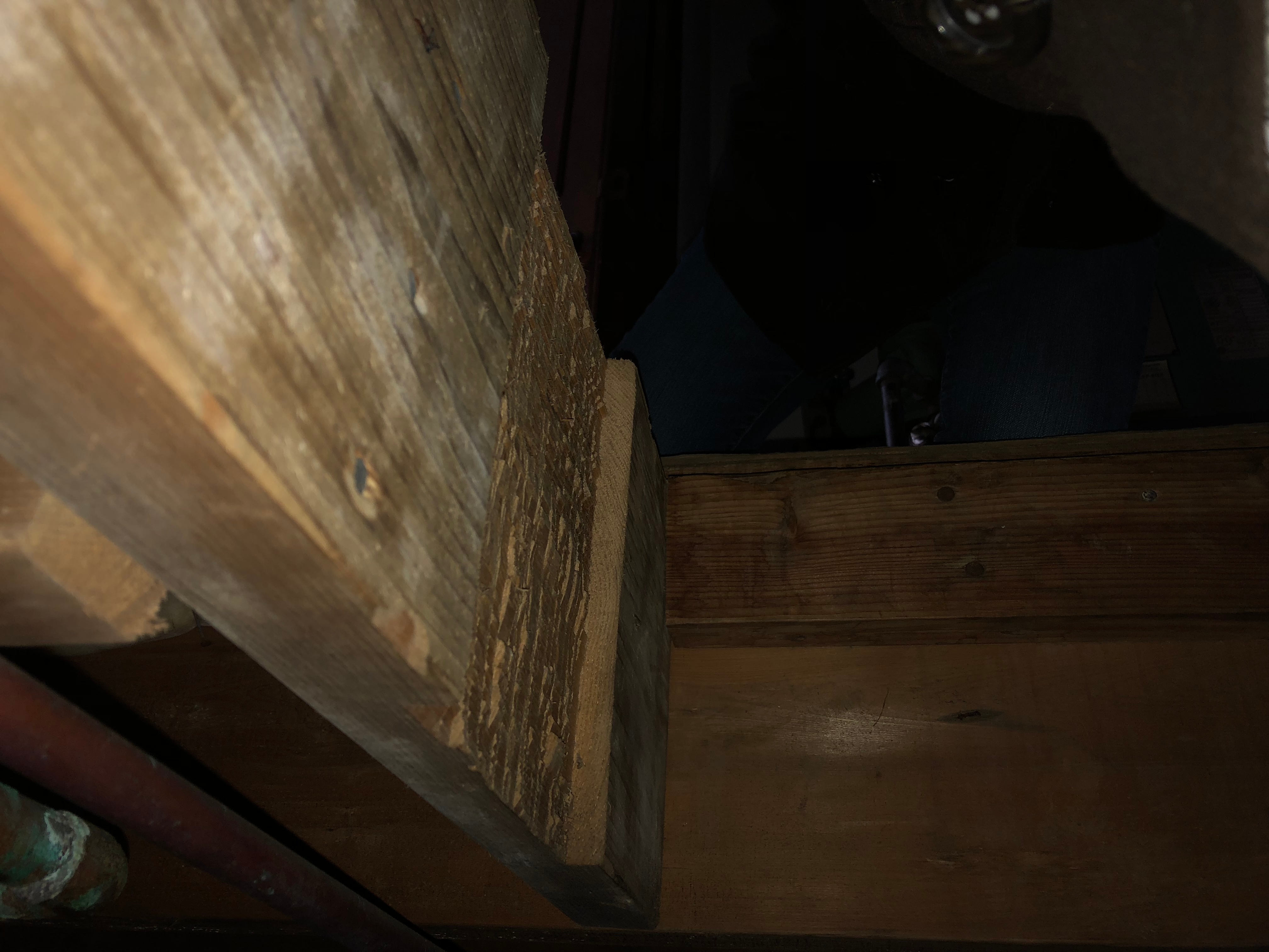 what does mold look like