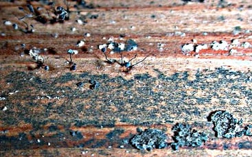 Mold Cleanup & Remediation