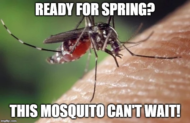 Ready for Spring This Mosquito cant wait-1