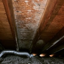 Attic Mold