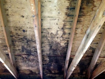 mold remediation