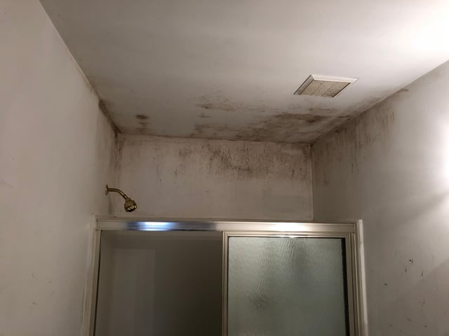 bathroom mold-1.jpg