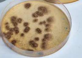 mold culture