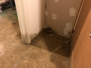 mold remediation NJ