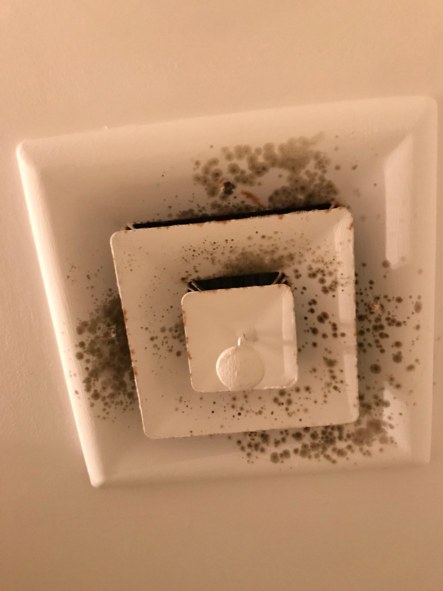 mold inspections-4