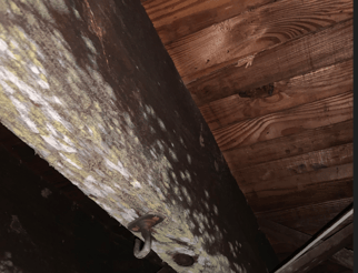 mold on wood