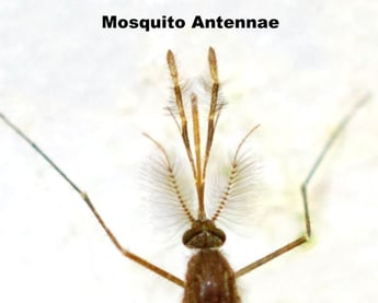 mosquito antennae2.jpg