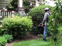mosquito control for your home