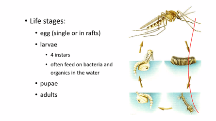 mosquito life cycle