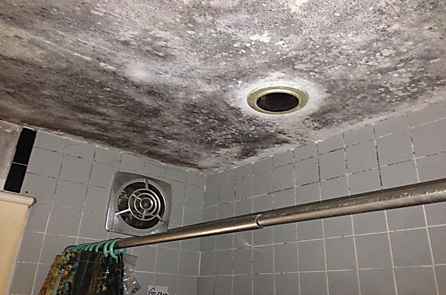 Bathroom mold